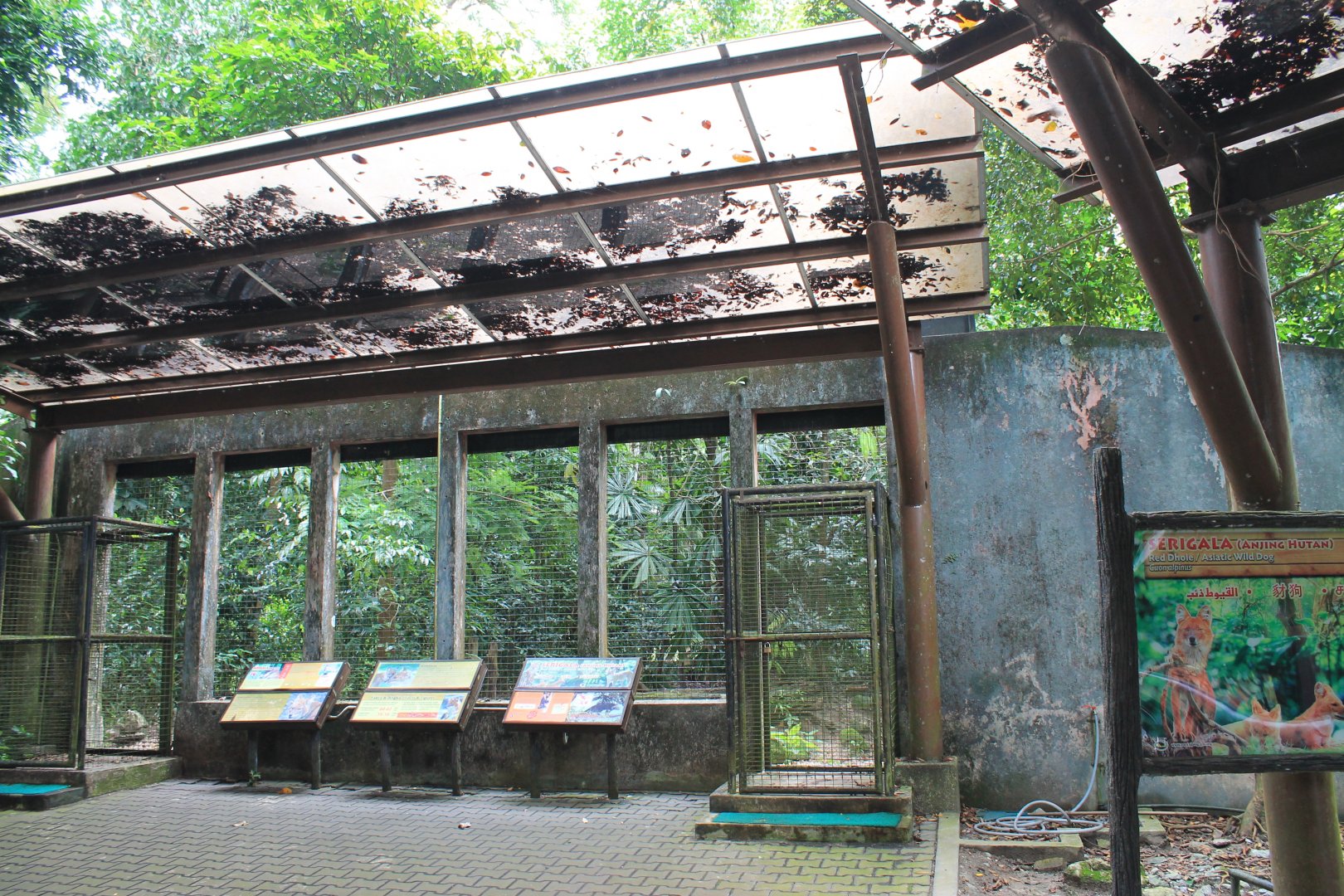 enclosure for Dholes (Cuon alpinus)