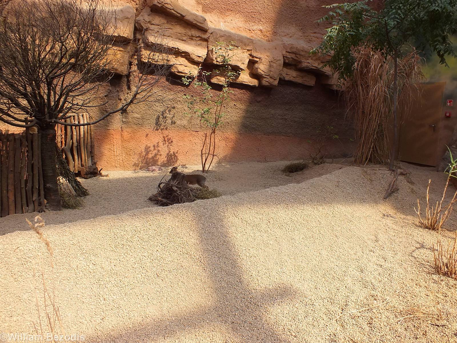Enclosure for Dik-dik - Afrykarium