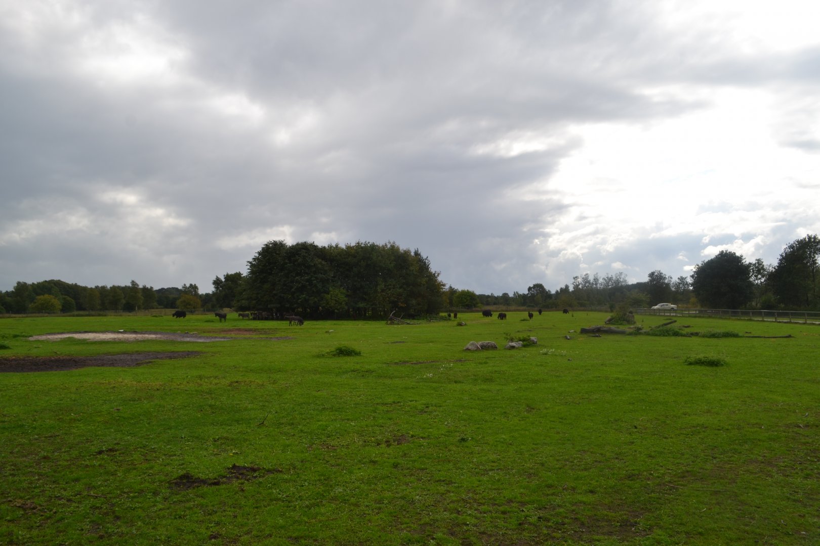 Enclosure for domestic livestock in Givskud Zoo