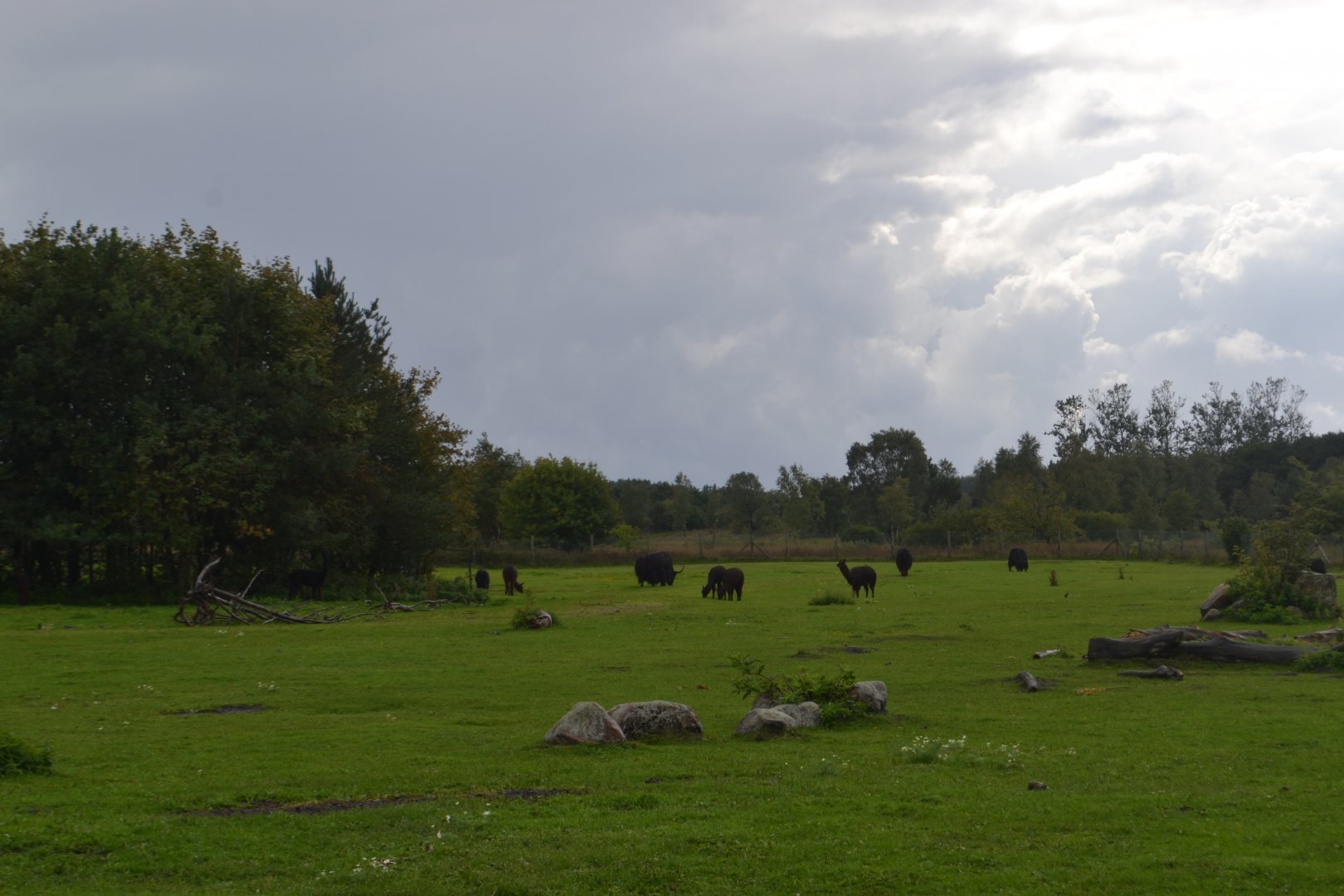 Enclosure for domestic livestock in Givskud Zoo