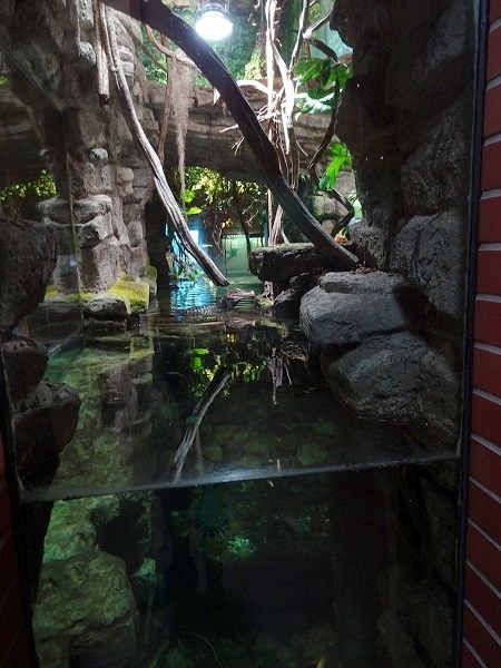 Enclosure for dwarf caiman, red piranha, red-tailed catfish etc (07/22)