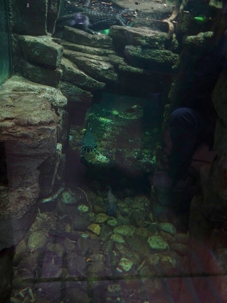 Enclosure for dwarf caiman, red piranha, red-tailed catfish etc (07/22)