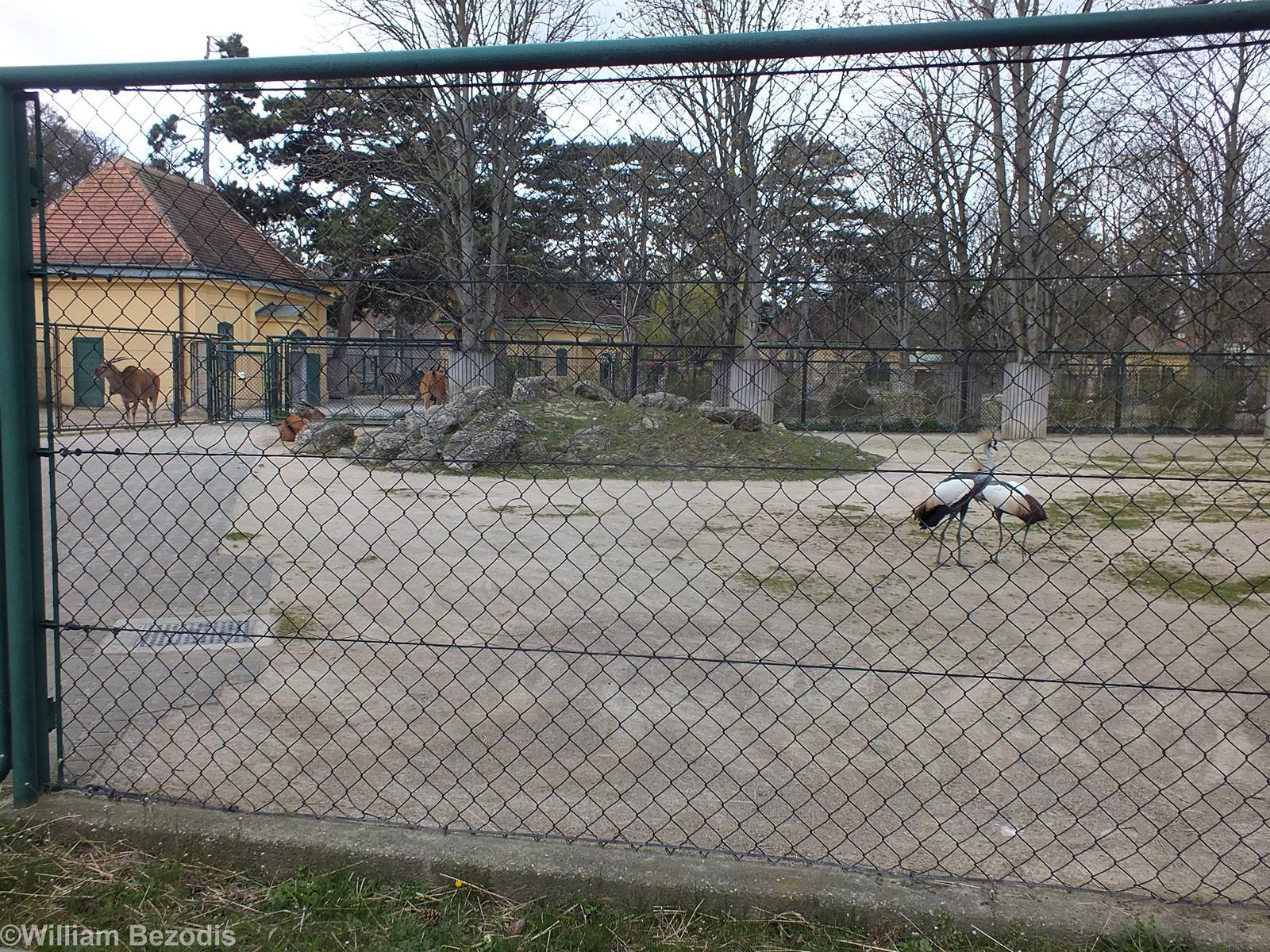 Enclosure for Eland and Grey Crowned-cranes