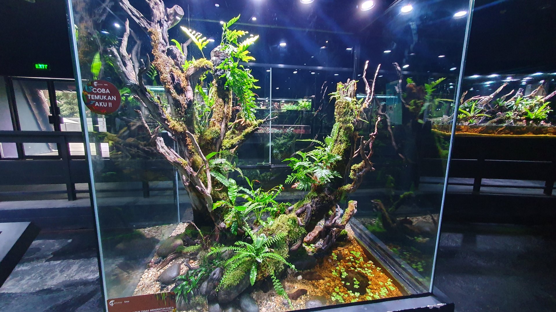 Enclosure for Elephant Trunk Snake (Acrochordus javanicus) - Museum Komodo