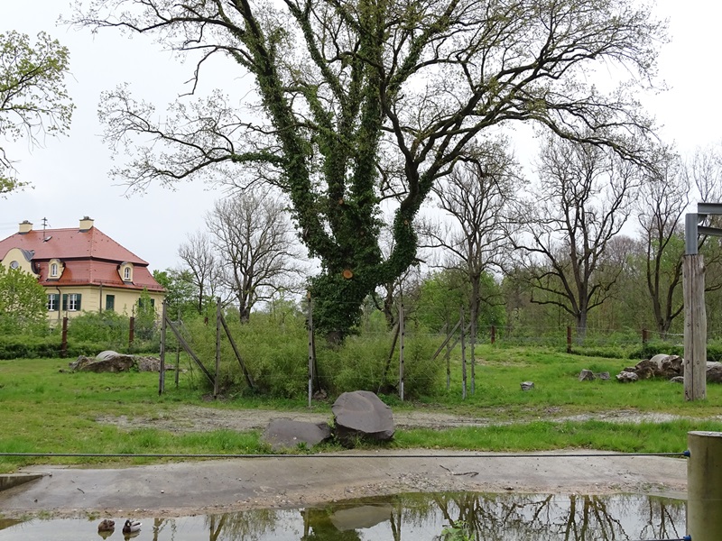 Enclosure for elephants