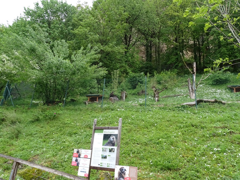 Enclosure for Eurasian black vulture