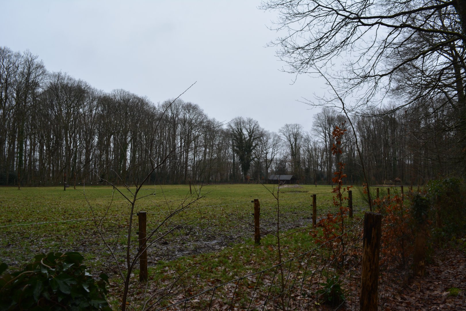 Enclosure for european wisent