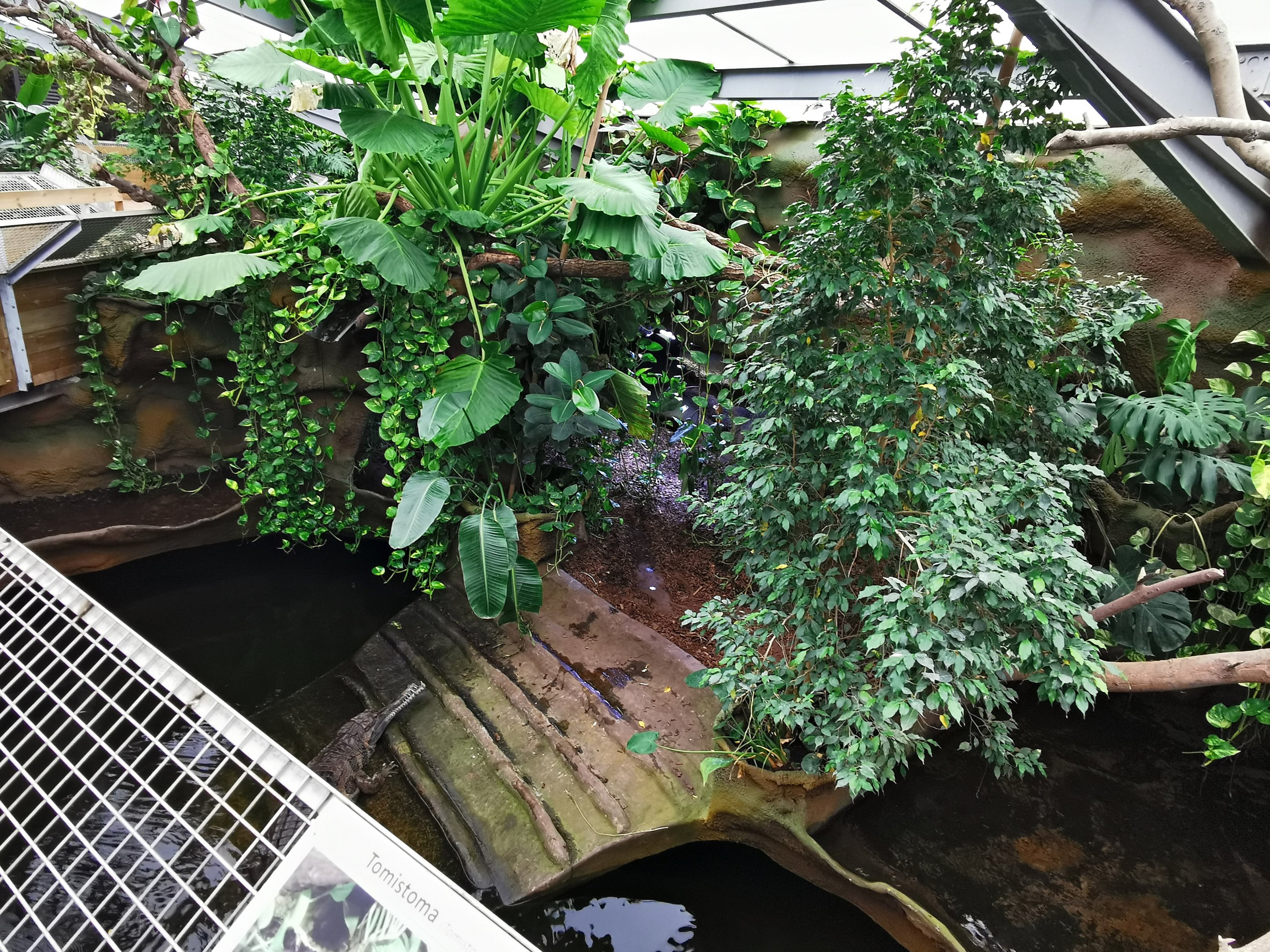 Enclosure for false gharial (Tomistoma schlegelii) - Masaguaral hall