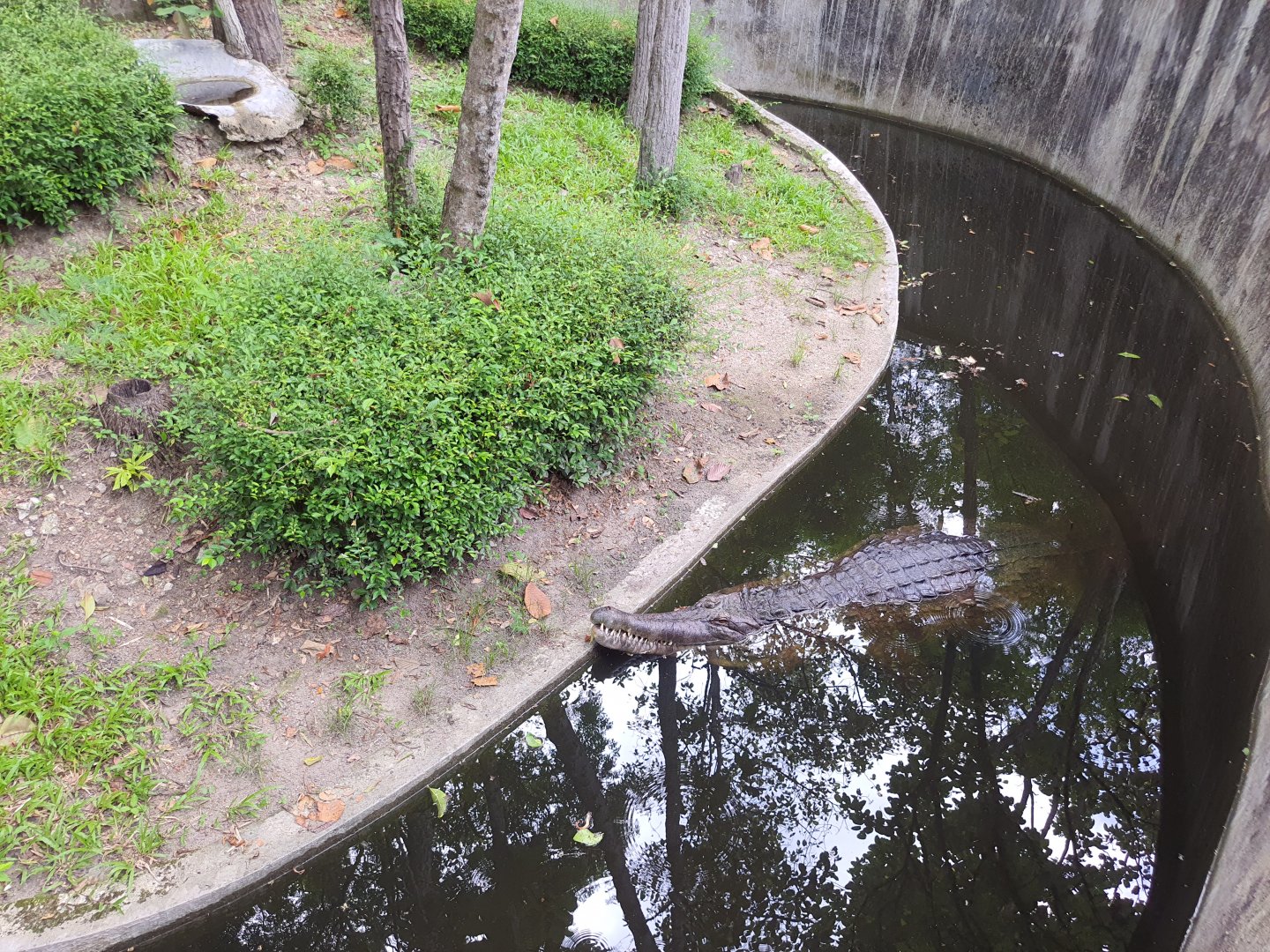 Enclosure for False Gharial