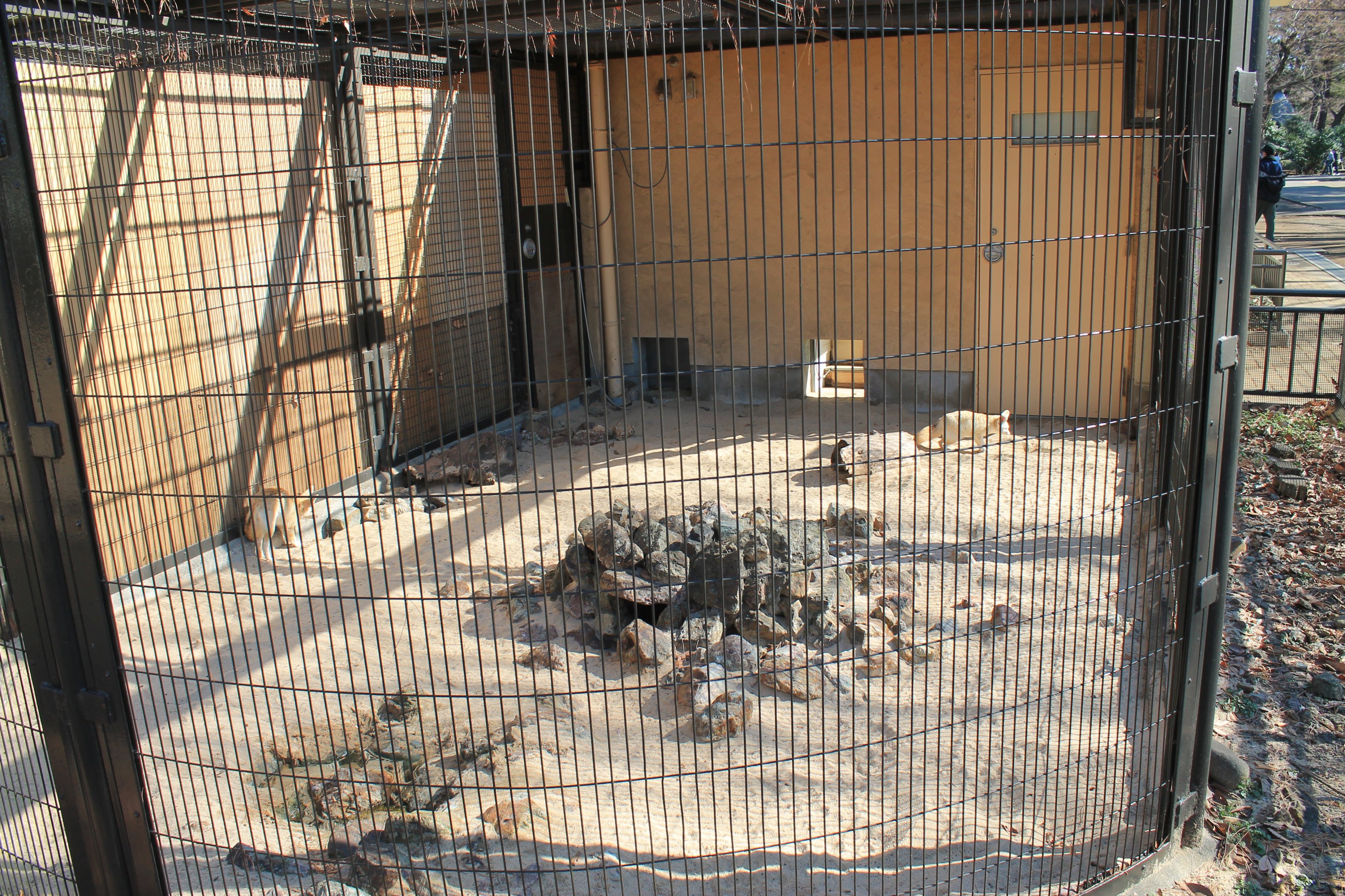 Enclosure for Fennec Foxes