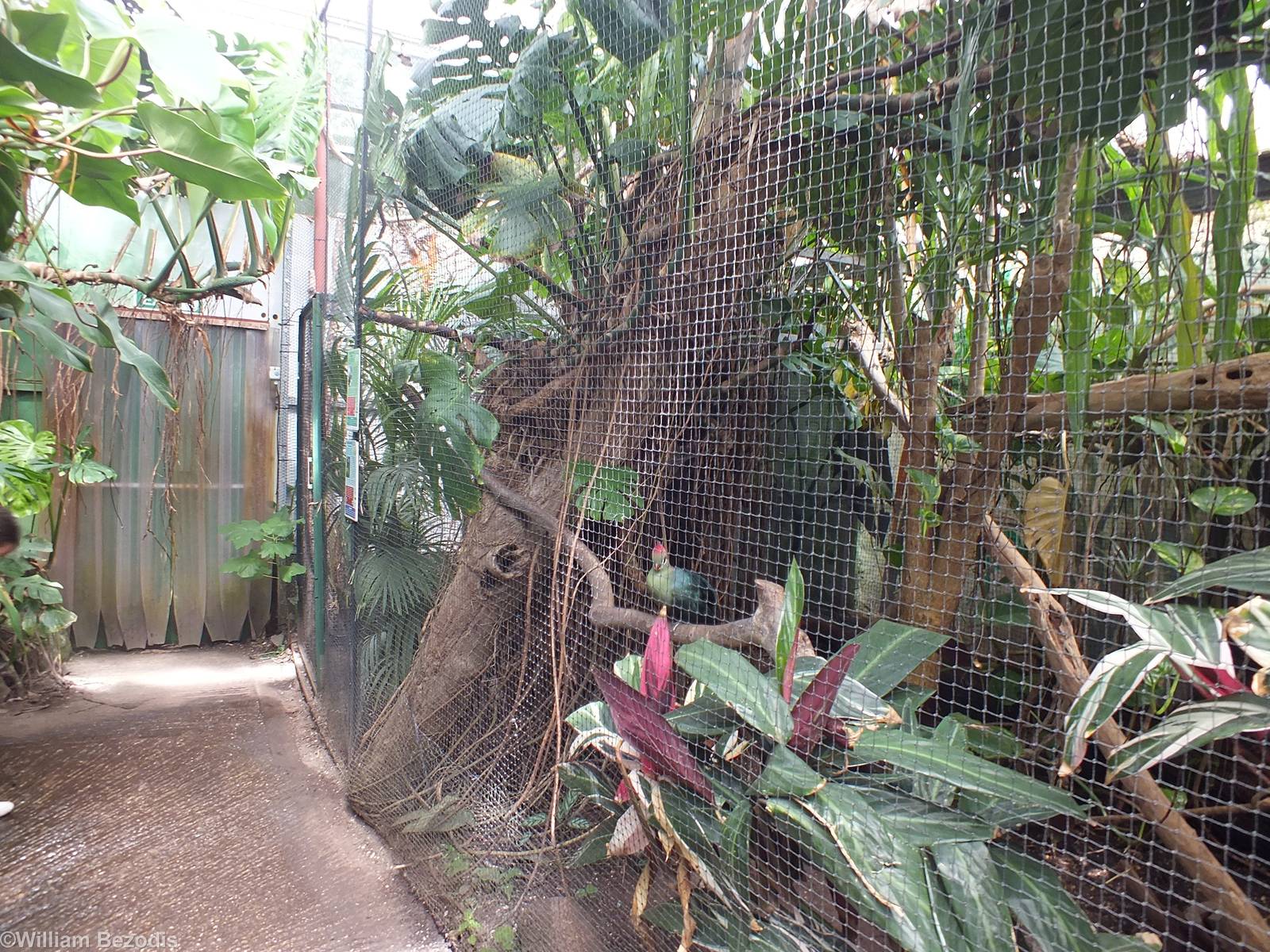 Enclosure for Fischer's Turaco