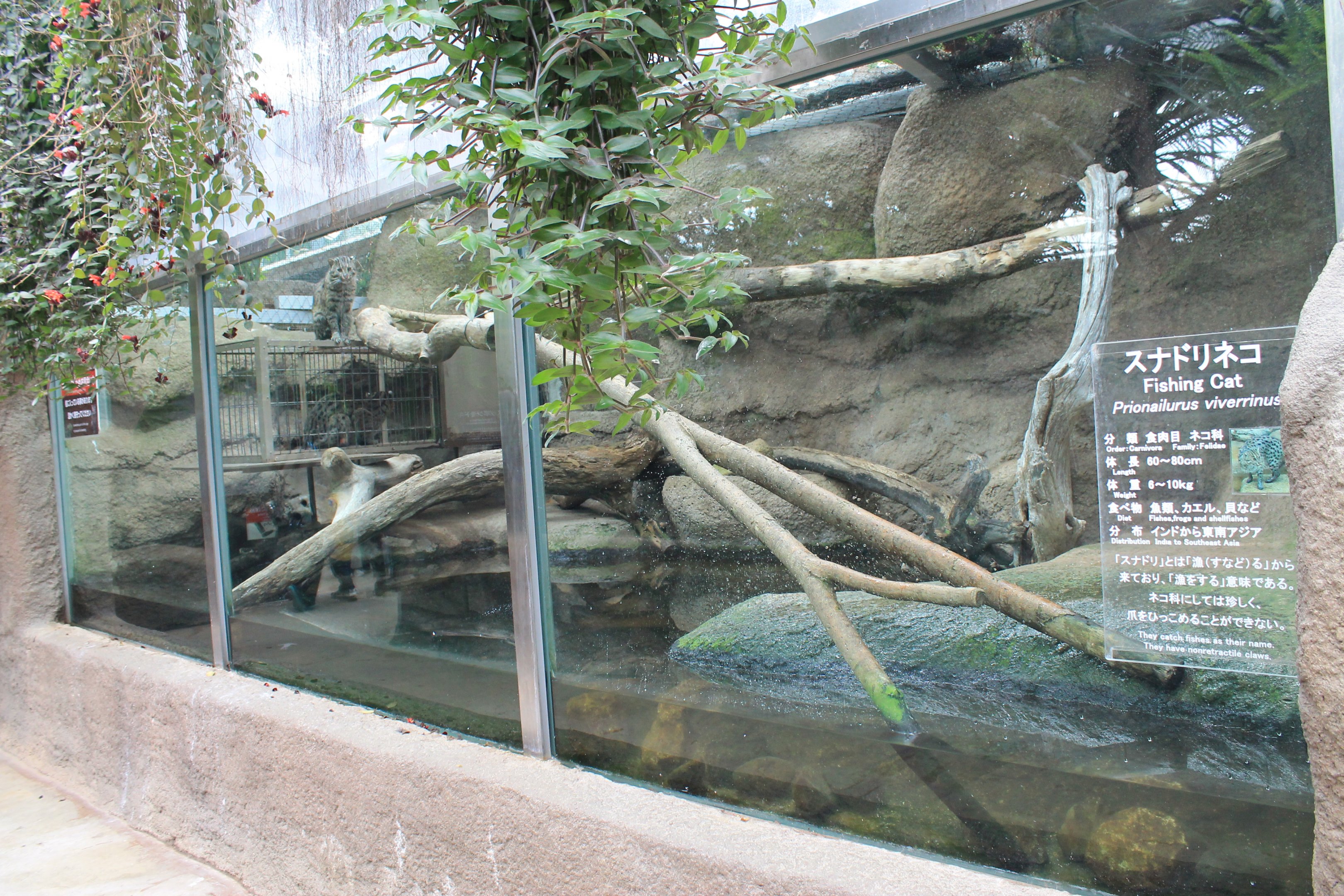 Enclosure for Fishing Cat (Prionailurus viverrinus)