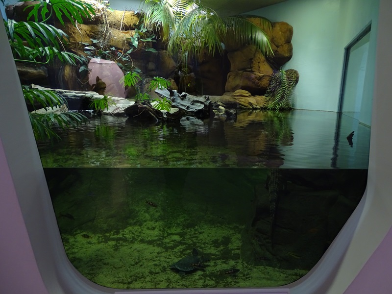 Enclosure for freshwater crocodile and others