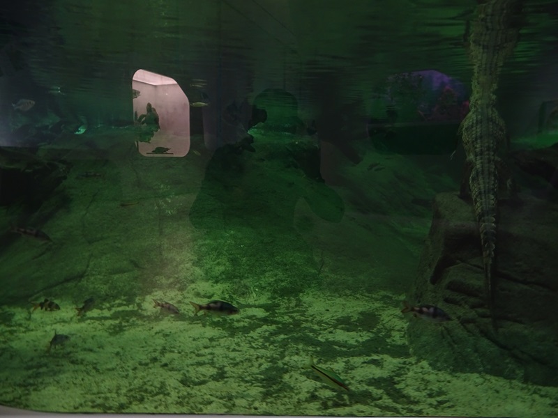 Enclosure for freshwater crocodile and others