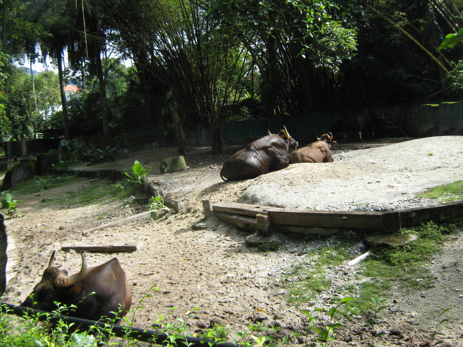 enclosure for gaur