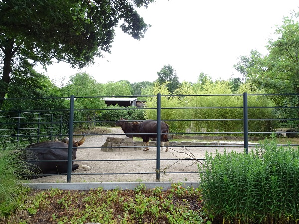 Enclosure for gaurs (07/22)