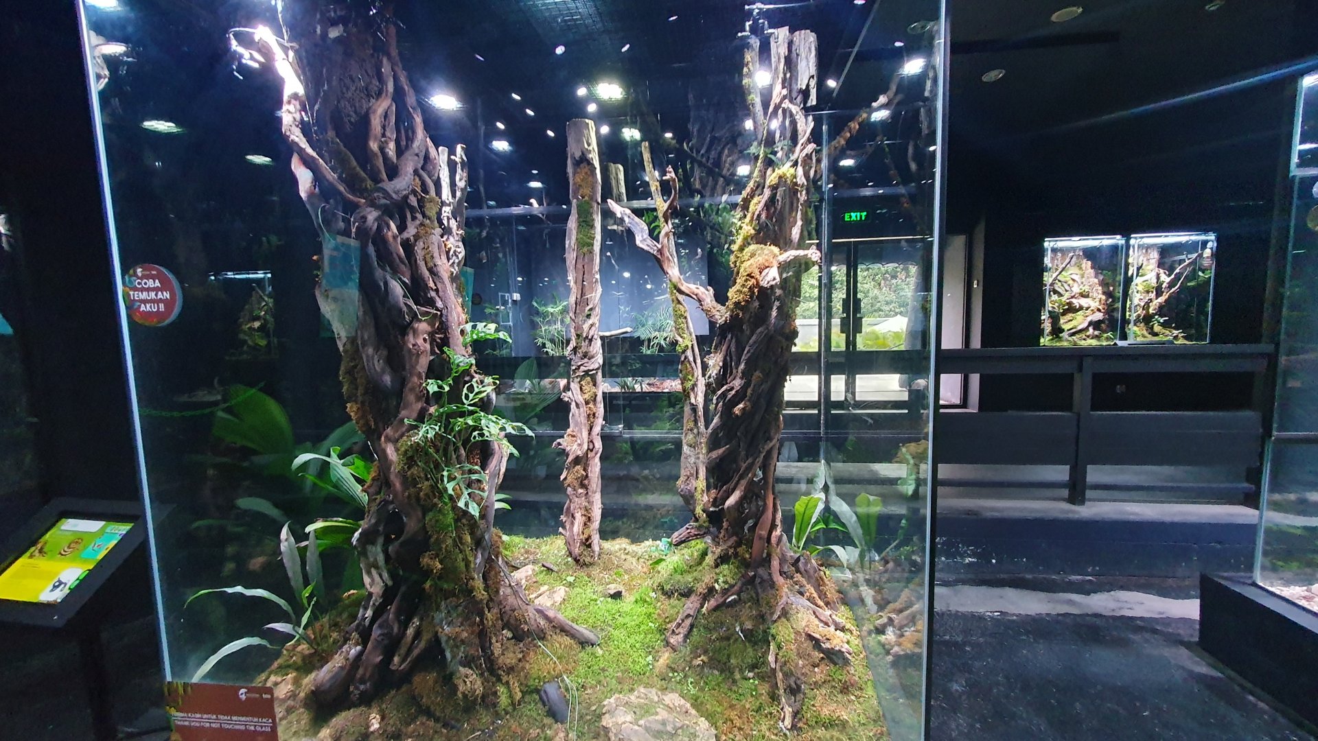 Enclosure for Gehyra vorax, Cyrtodactylus irianjayaensis and Gekko vittatus - Museum Komodo