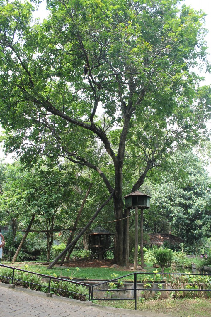 enclosure for Geoffroy's Spider Monkeys