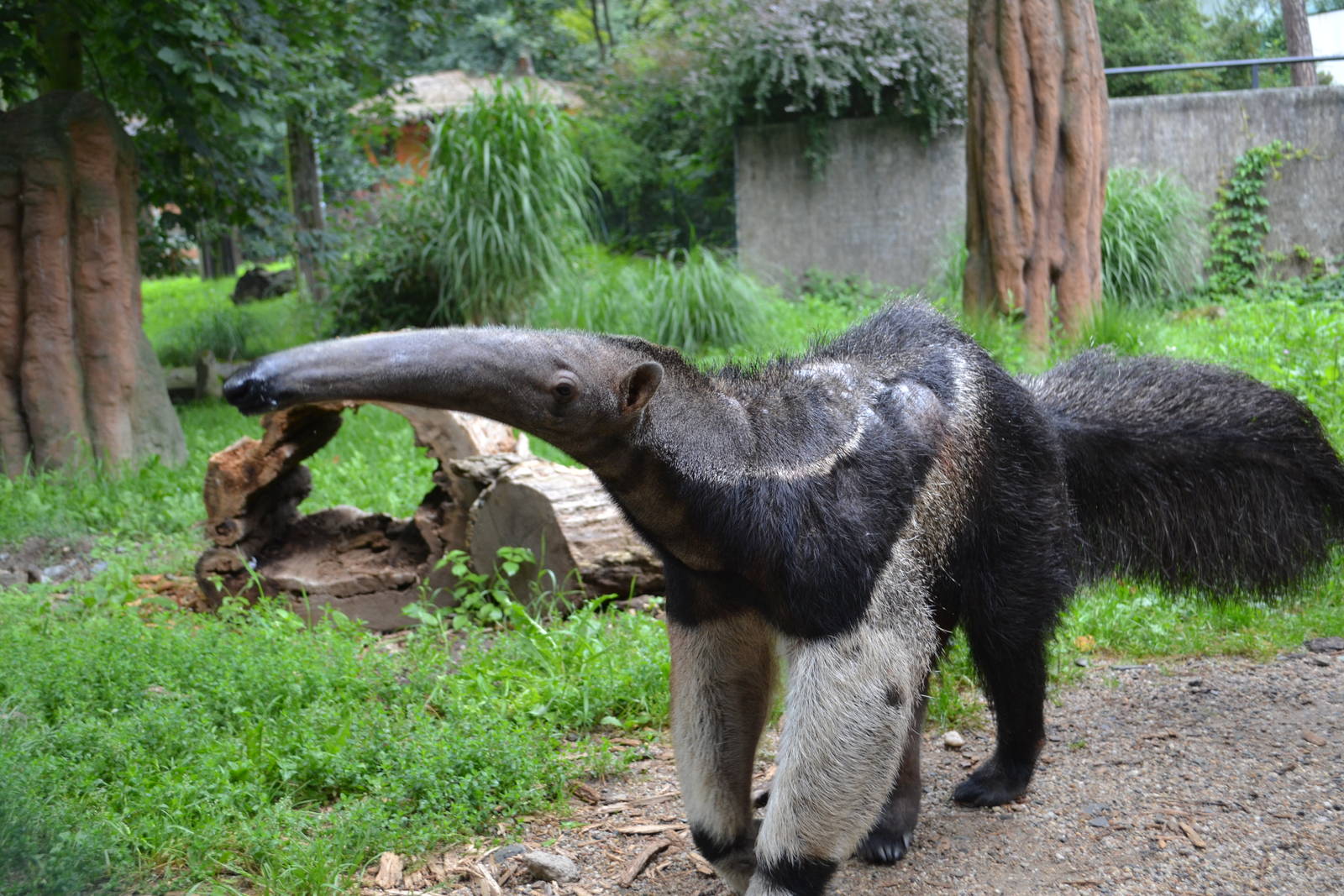 Enclosure for Giant anteaters at Olomouc Zoo