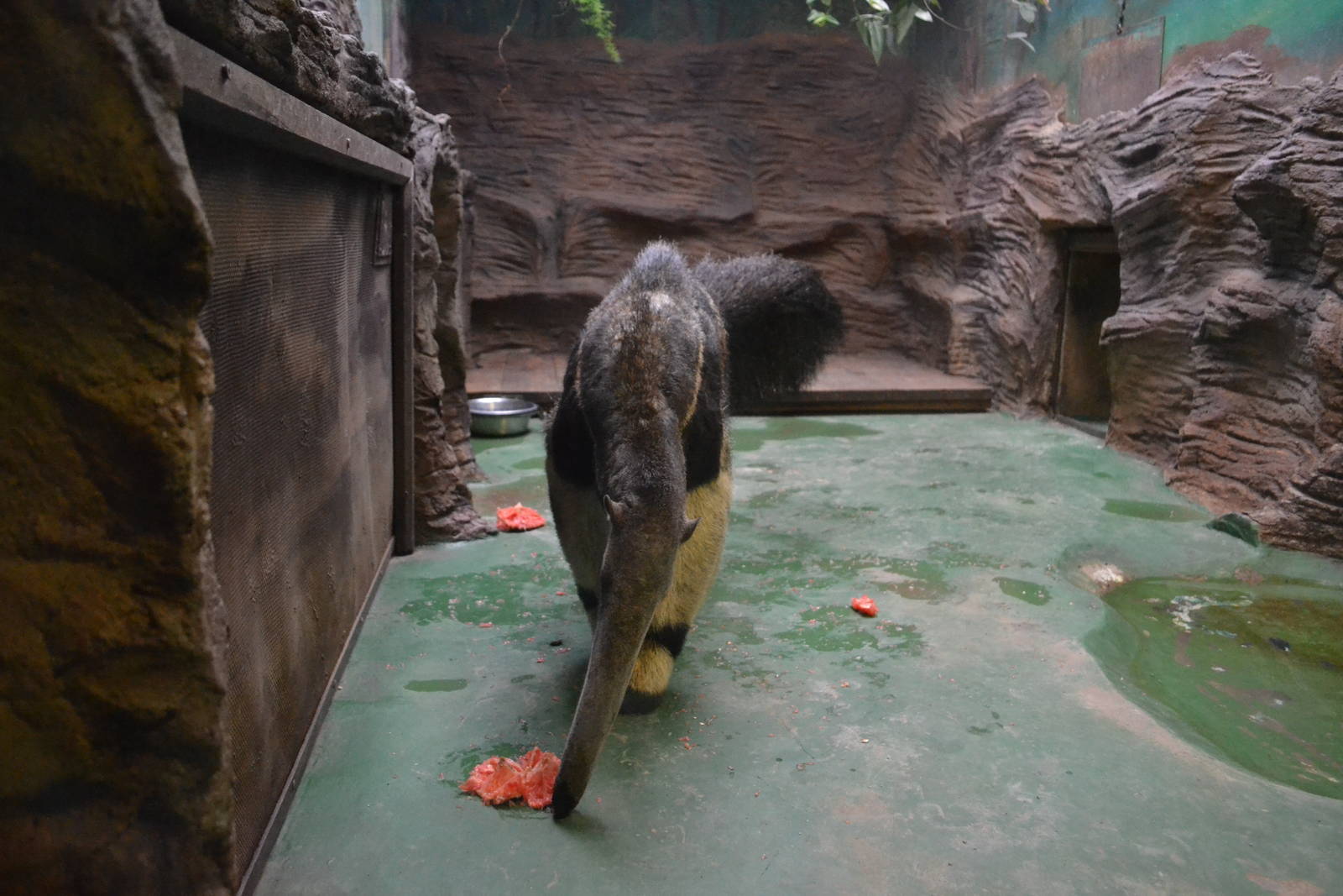 Enclosure for Giant anteaters at Olomouc Zoo