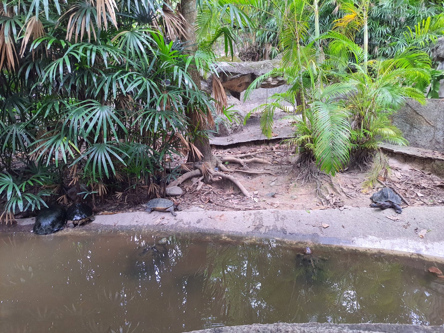 Enclosure for Giant Asian Pond Turtles