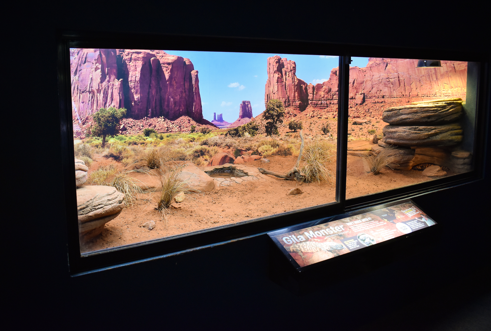 enclosure for Gila Monster