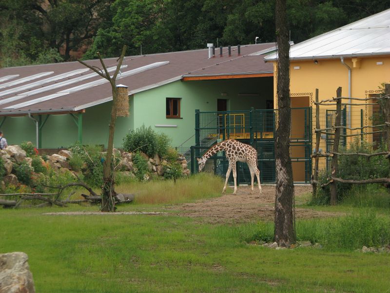 Enclosure for giraffe and greater kudu