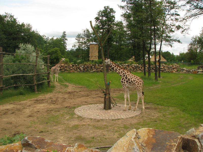 Enclosure for giraffe and greater kudu