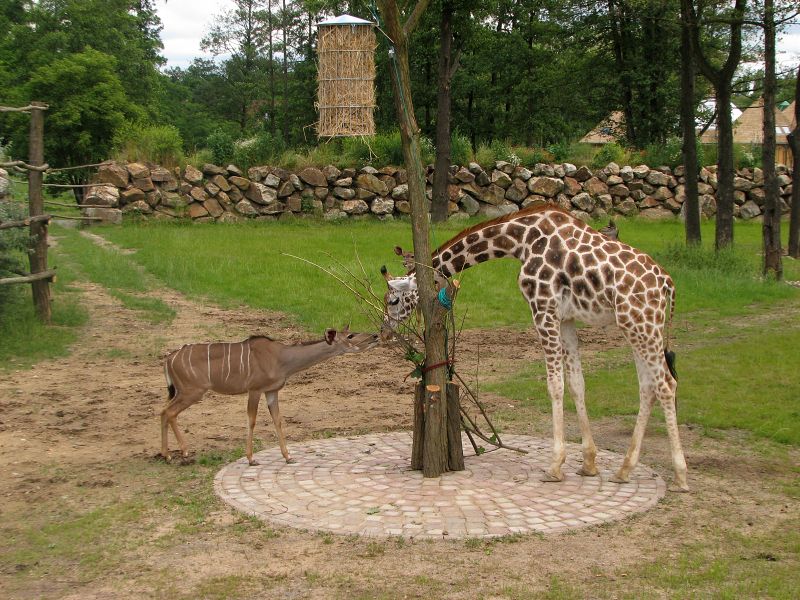 Enclosure for giraffe and greater kudu