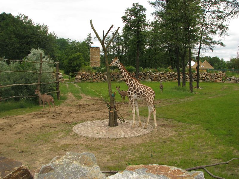 Enclosure for giraffe and greater kudu