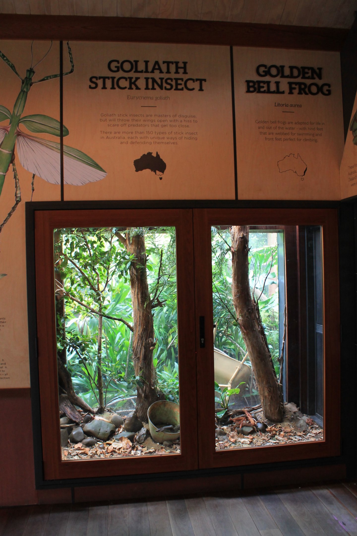 enclosure for Goliath Stick Insects and Golden Bell Frogs