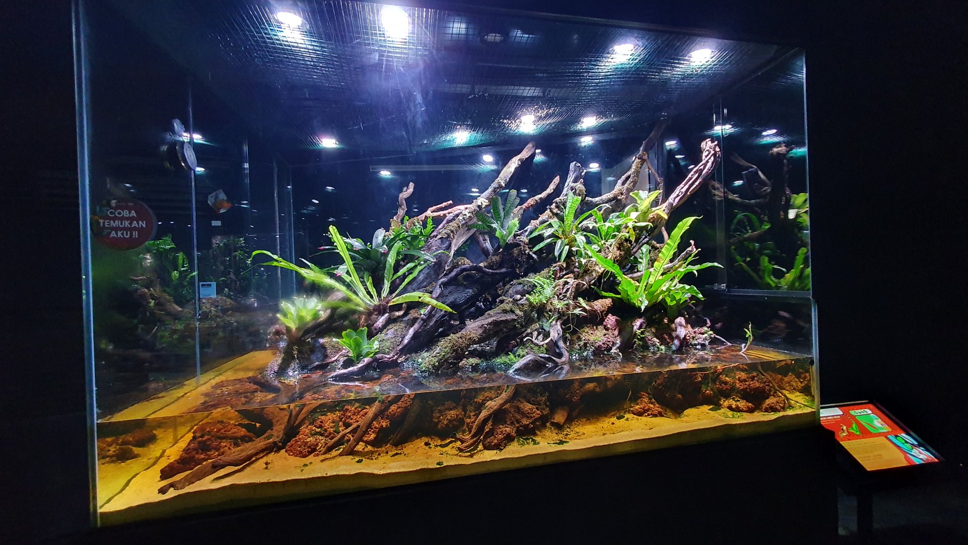 Enclosure for Gonocephalus grandis - Museum Komodo