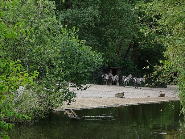 Enclosure for Grant's zebra, eland and roan antelope (07/22)