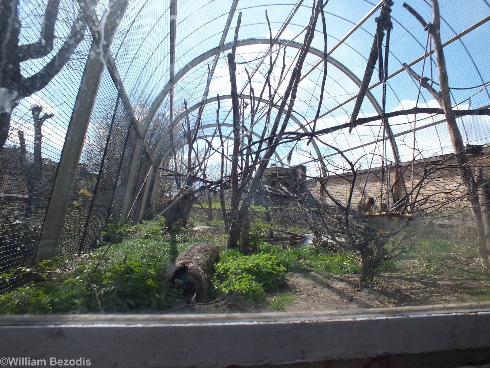 Enclosure for Great Green Macaw, Common Squirrel Monkey and Blue-and Gold M