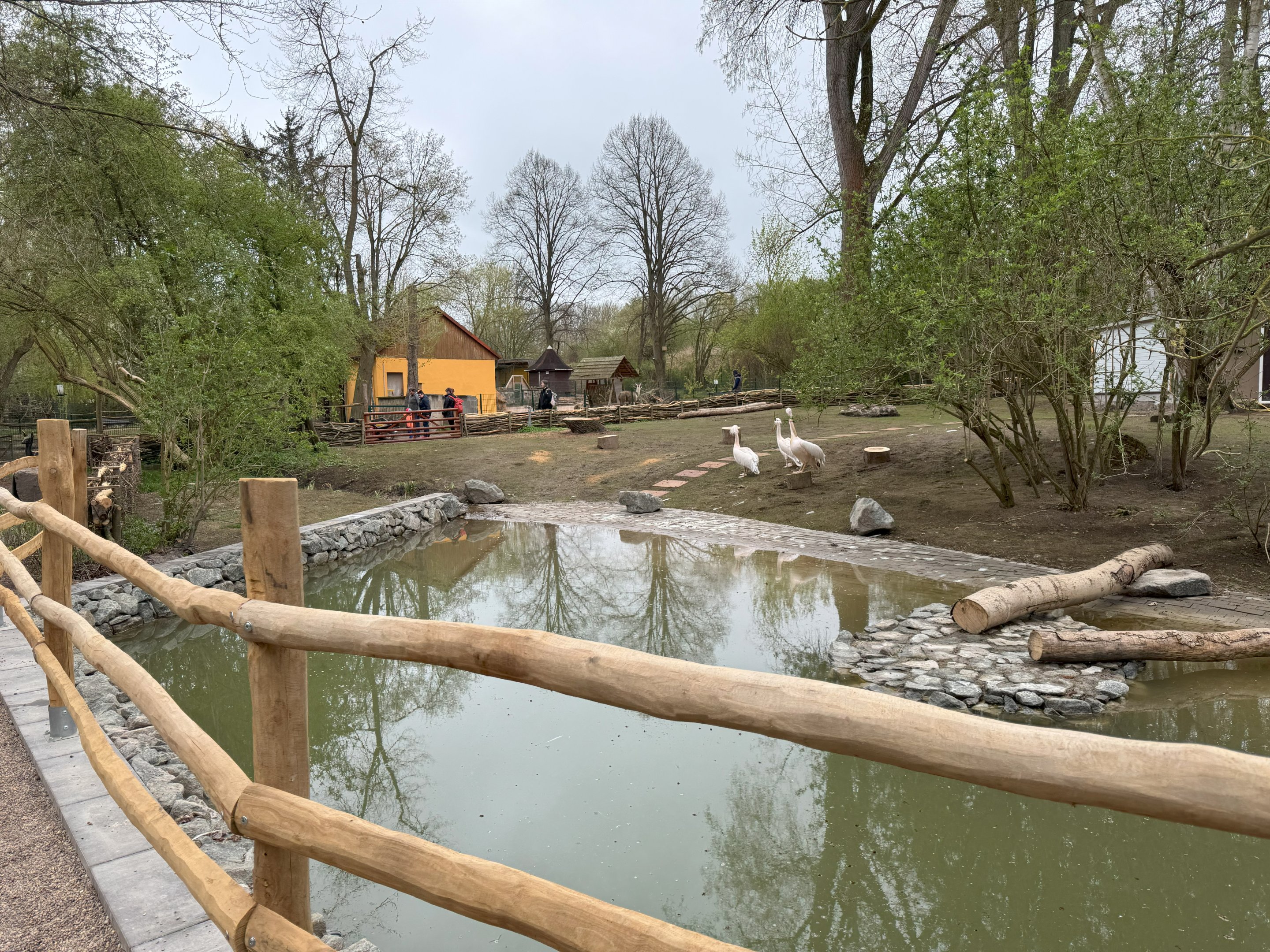 Enclosure for Great white pelican (Pelecanus onocrotalus)