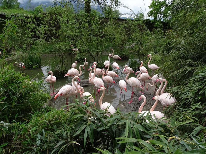 Enclosure for greater flamingo