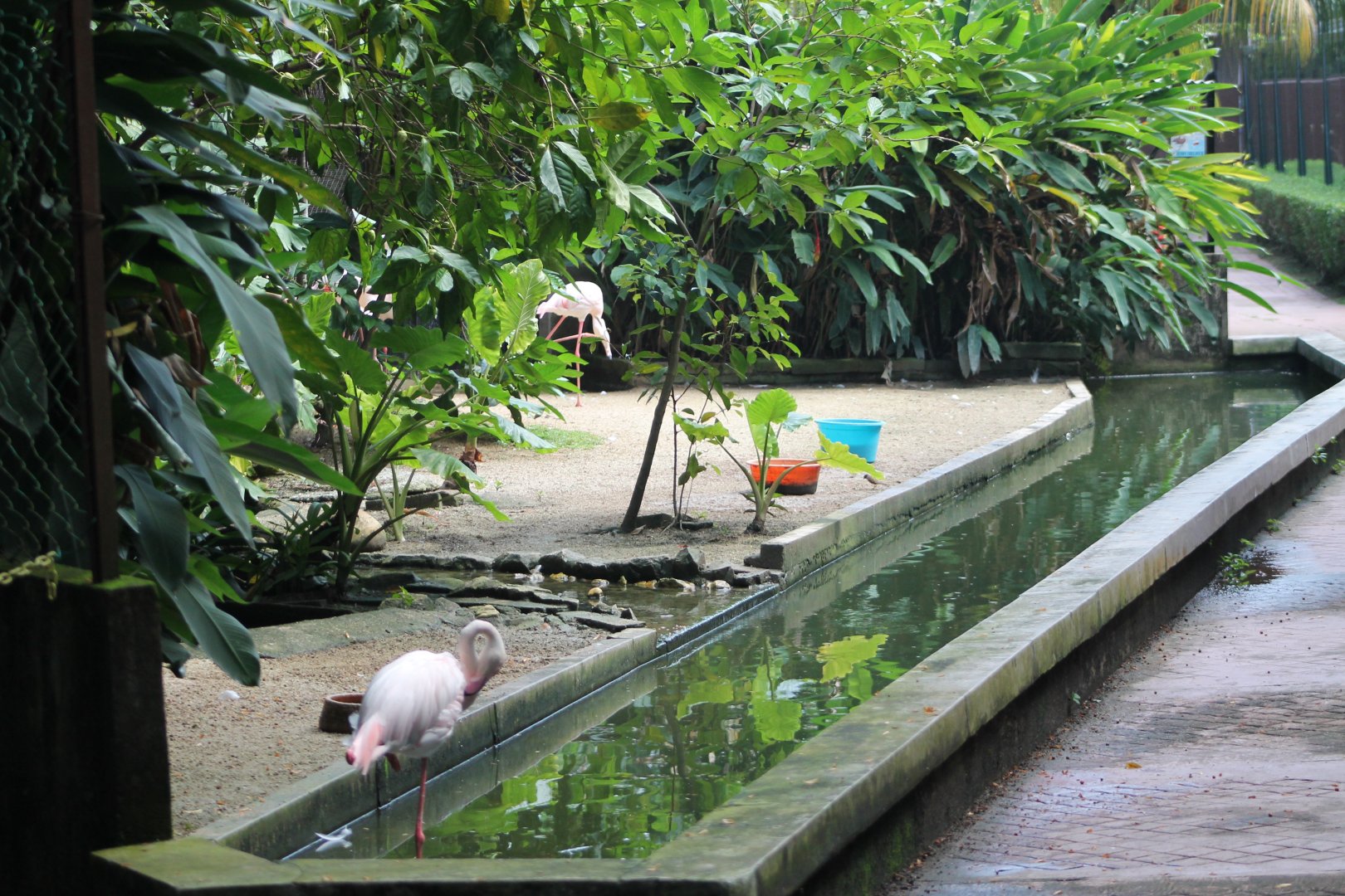 enclosure for Greater Flamingoes