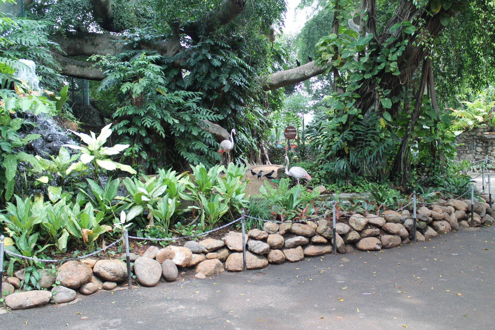 enclosure for Greater Flamingoes