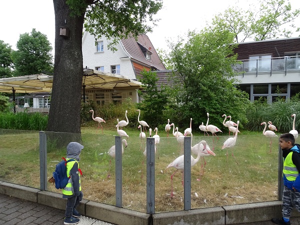 Enclosure for greater flamingo's (07/22)