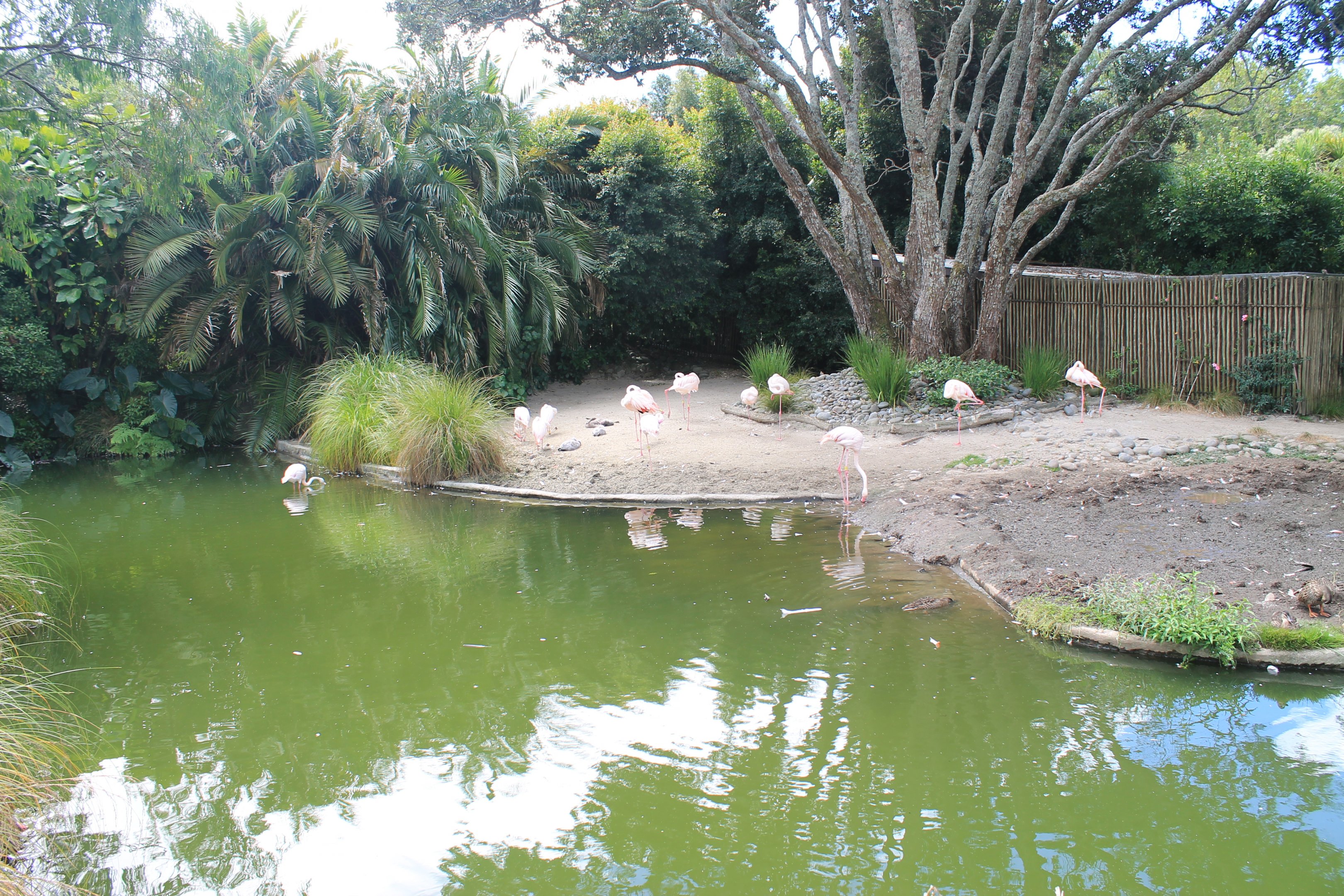 enclosure for Greater Flamingos