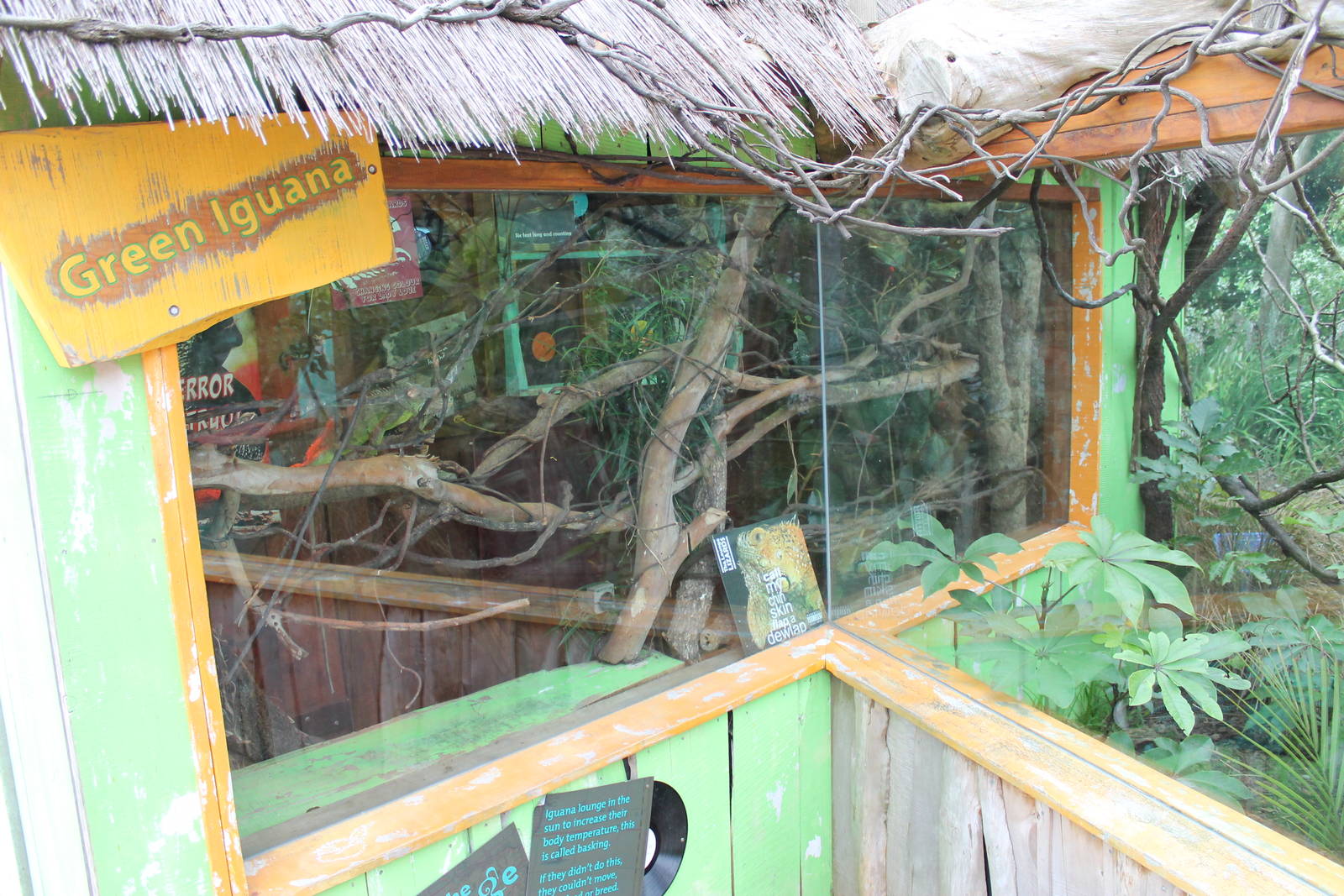 enclosure for green iguana (Iguana iguana)
