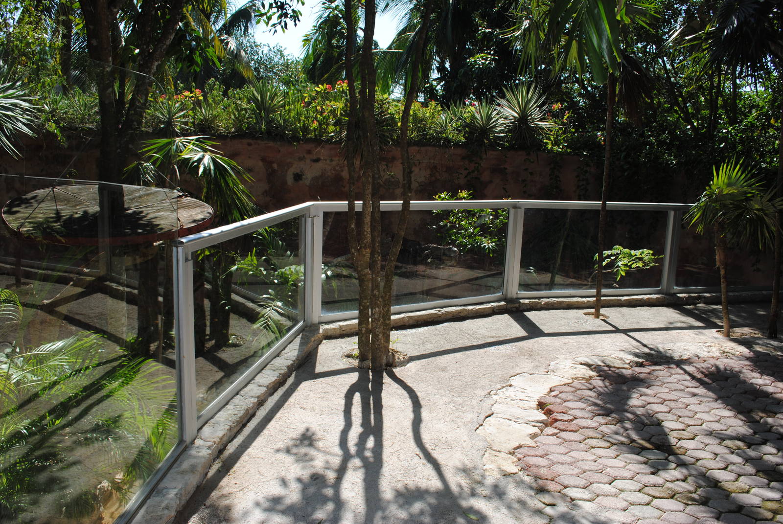 Enclosure for Green Iguanas and Snapping Turtle
