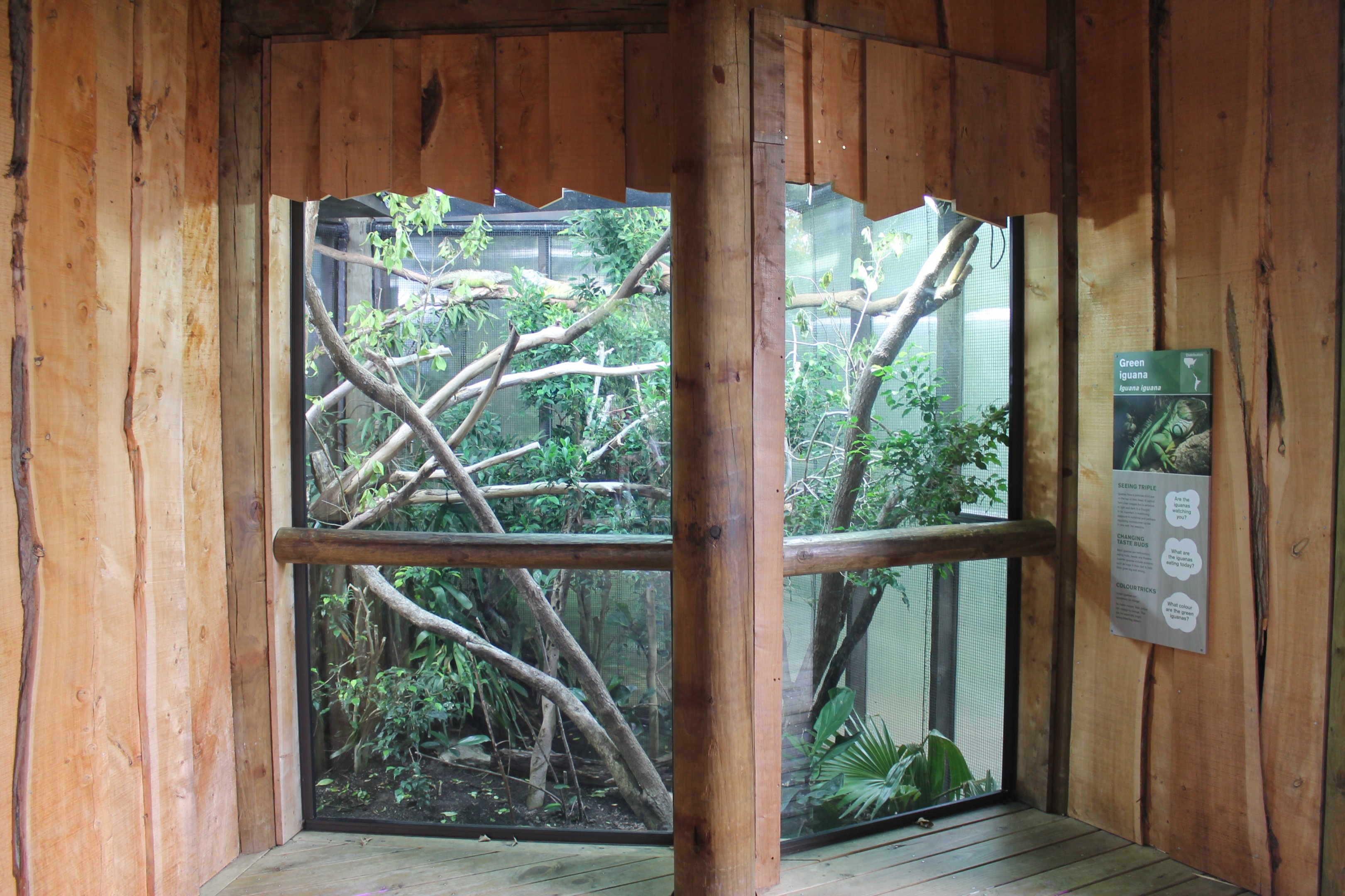 enclosure for Green Iguanas