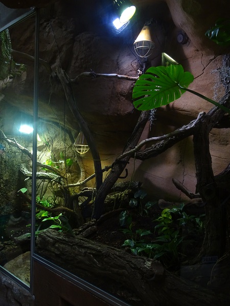 Enclosure for green water dragon