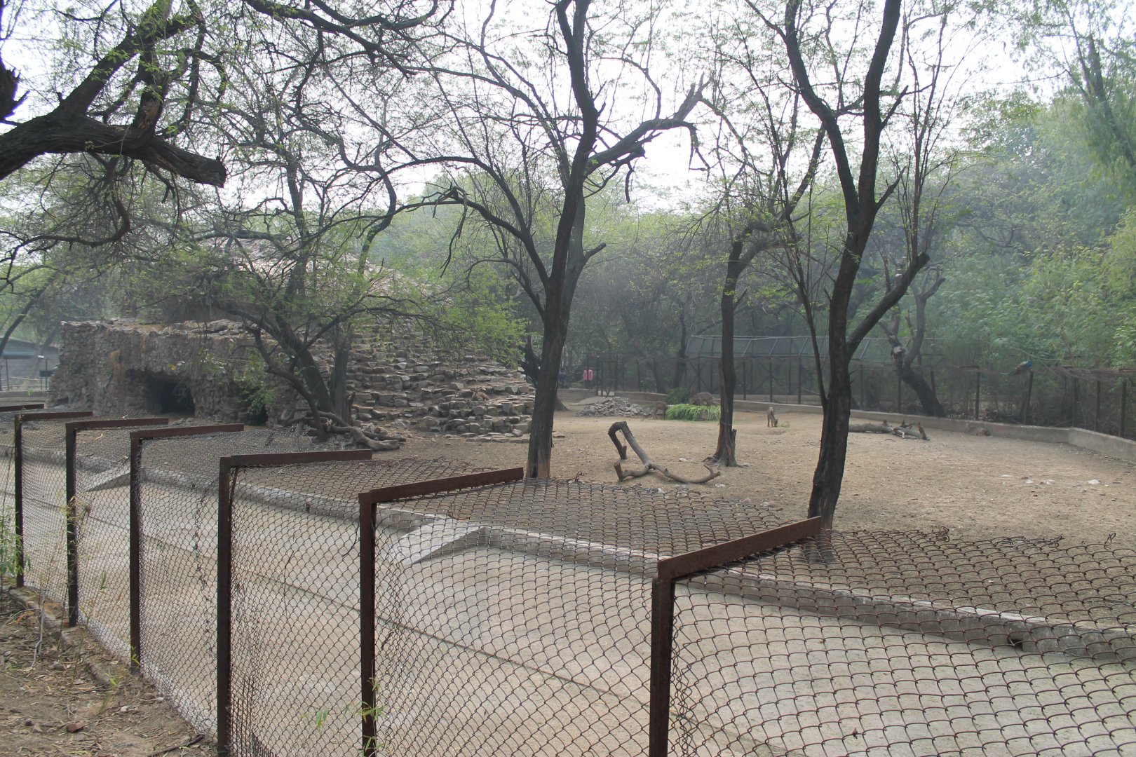 enclosure for Grey Gorals