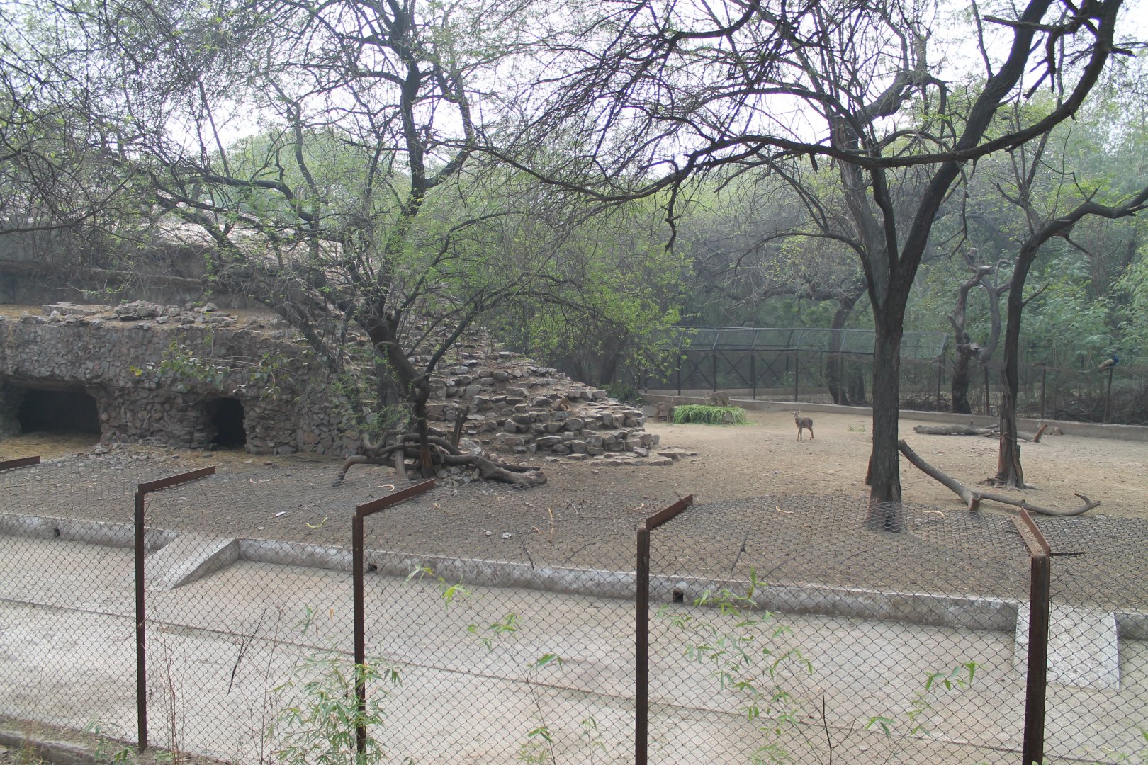 enclosure for Grey Gorals