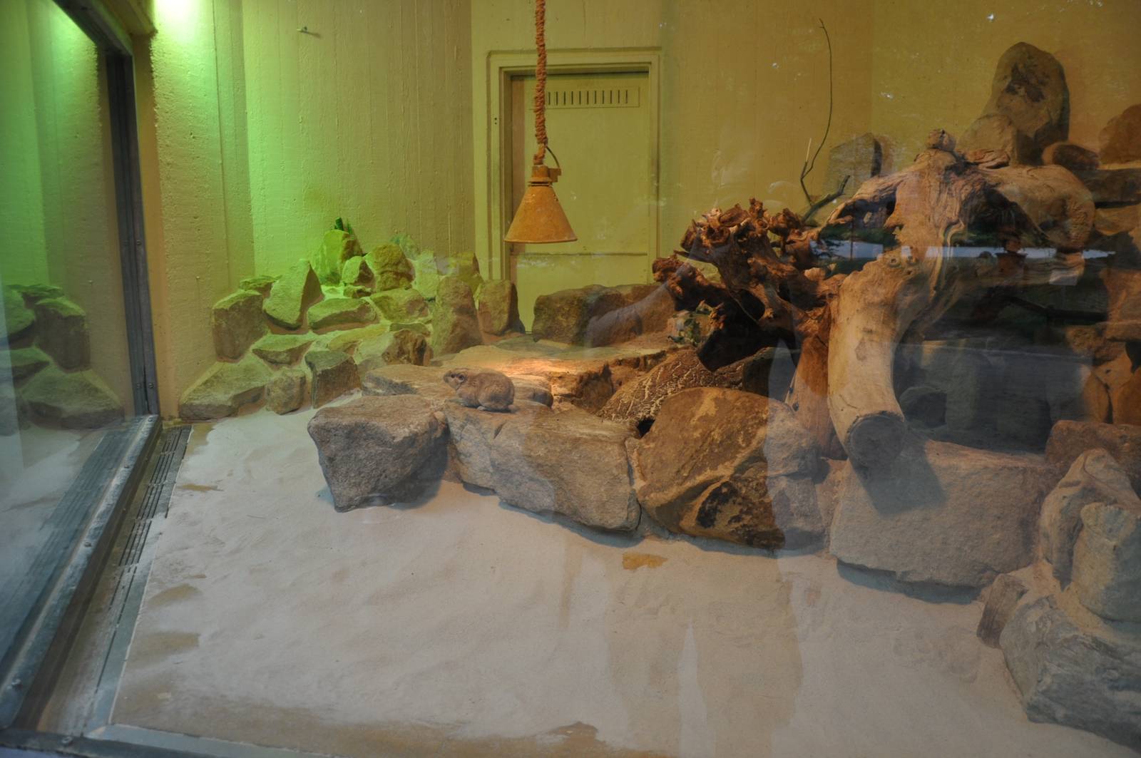 Enclosure for Gundis (Ctenodactylus gundi)