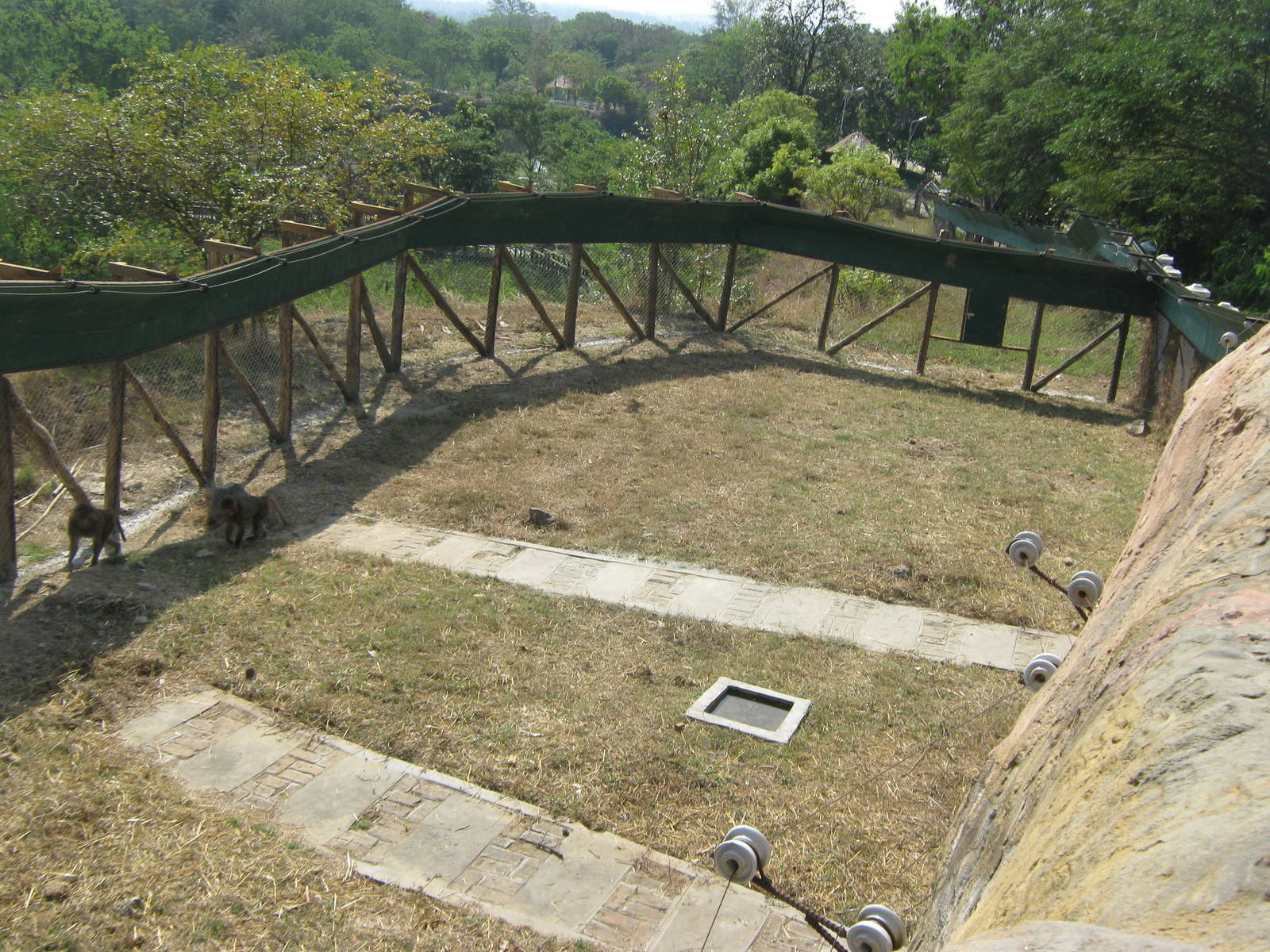 enclosure for Hamadryas Baboons