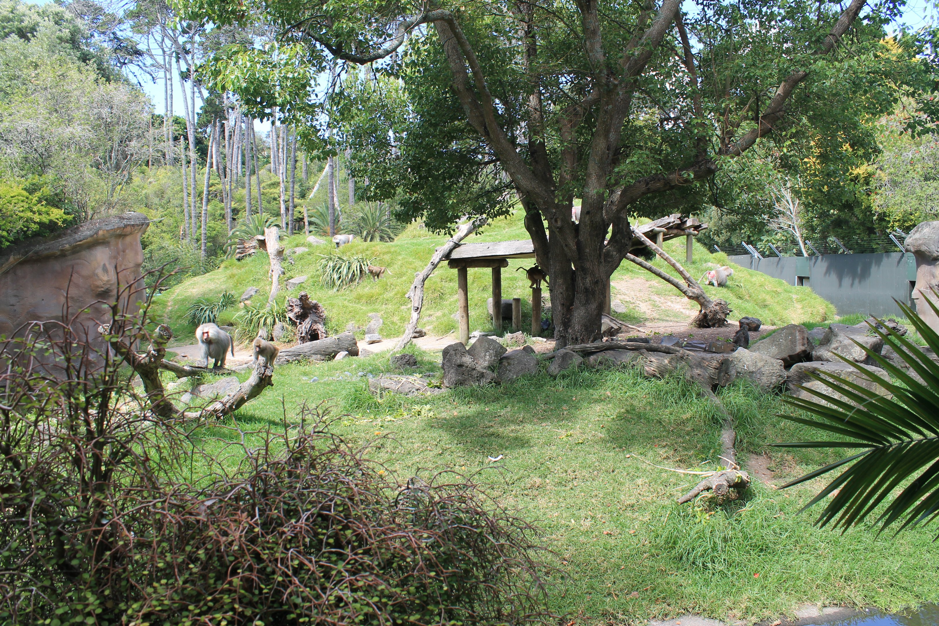 enclosure for Hamadryas Baboons
