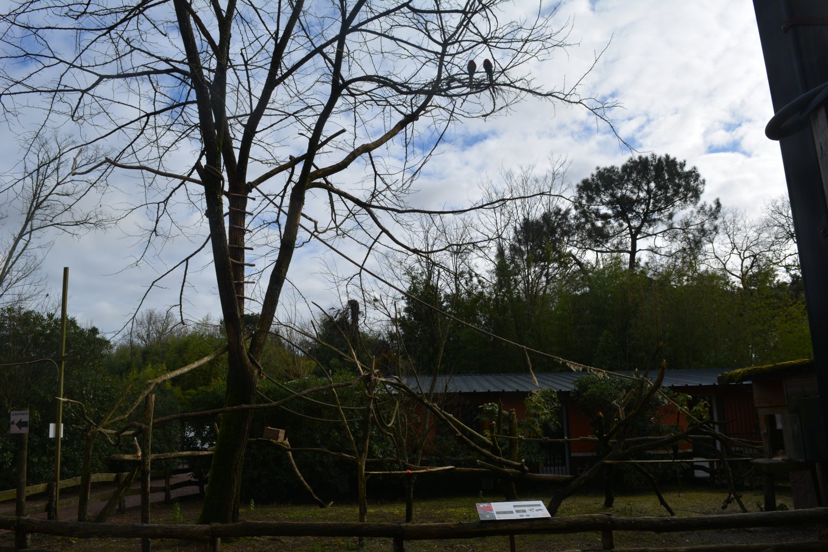 Enclosure for handicaped macaws